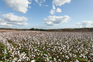 The North Carolina field where Solid State Clothing sources the cotton for its t-shirts